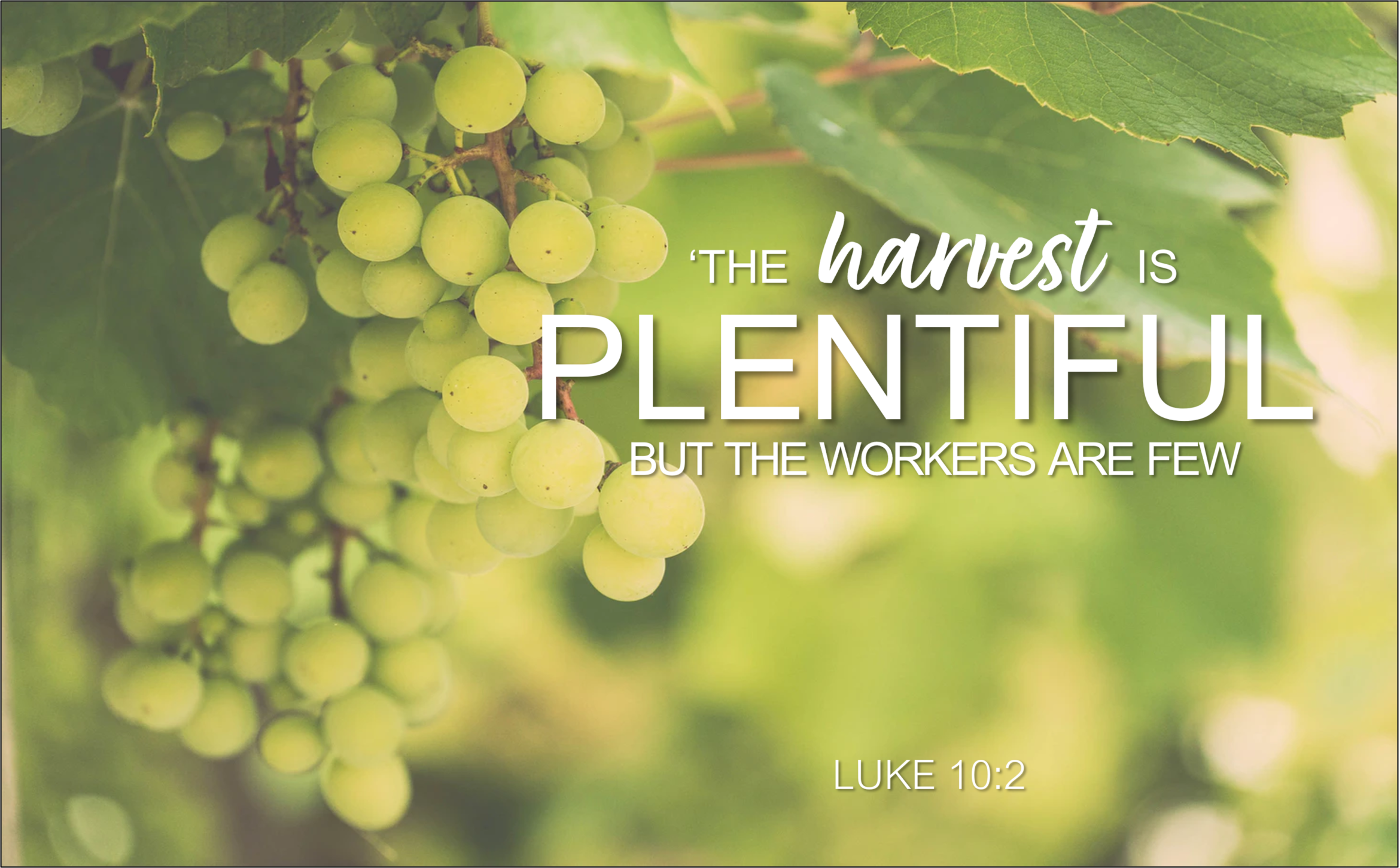 Luke-10.2-Harvest-plentiful.png